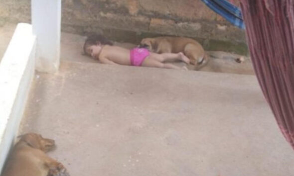 Bebê dormindo com cachorros