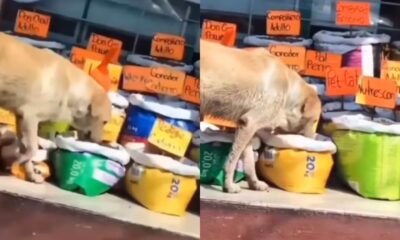 Cachorro comendo ração em mercado