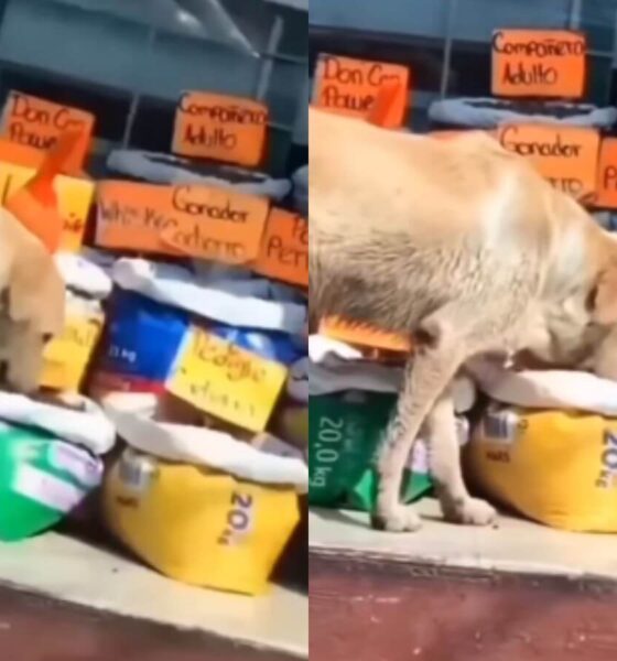 Cachorro comendo ração em mercado