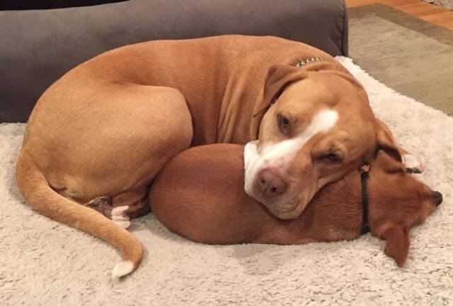 Cachorros pitbull e chihuahua